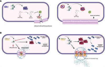 Transcriptional regulation and drug resistance in Mycobacterium tuberculosis